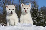 SIBERIAN HUSKY 738